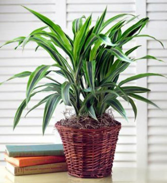 Green Plant